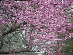 flowers09a (40)